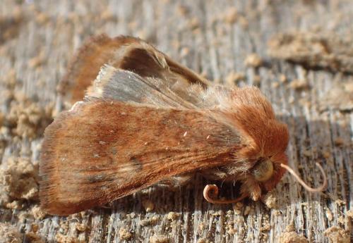 Réf. 200 154 : Helicoverpa armigera
